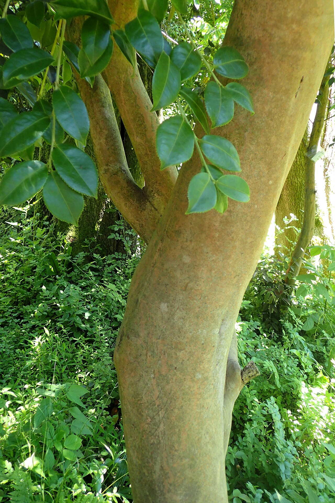 Camellia oleifera, Tea oil camellia — upright evergreen (Theaceae) (image 6 of 10)