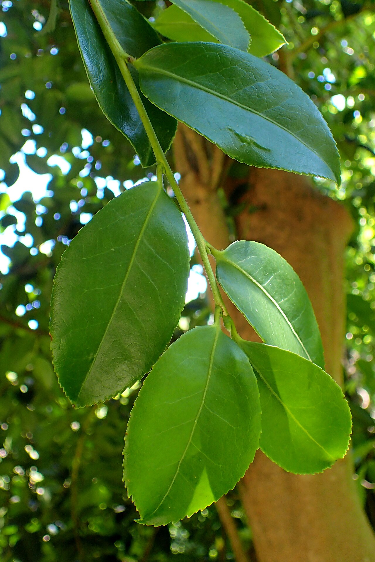 Camellia oleifera, Tea oil camellia — upright evergreen (Theaceae) (image 7 of 10)