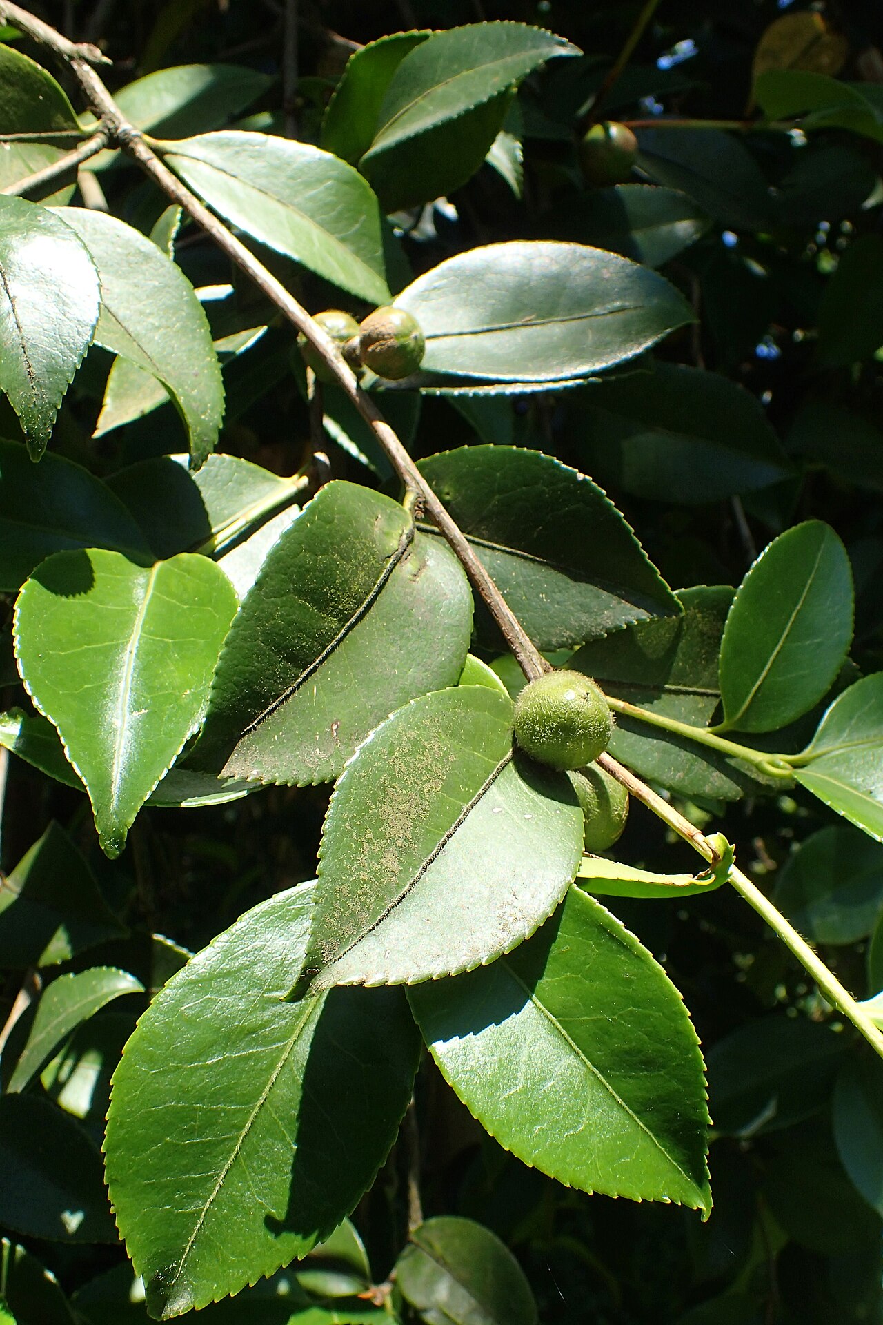 Camellia oleifera, Tea oil camellia — upright evergreen (Theaceae) (image 8 of 10)