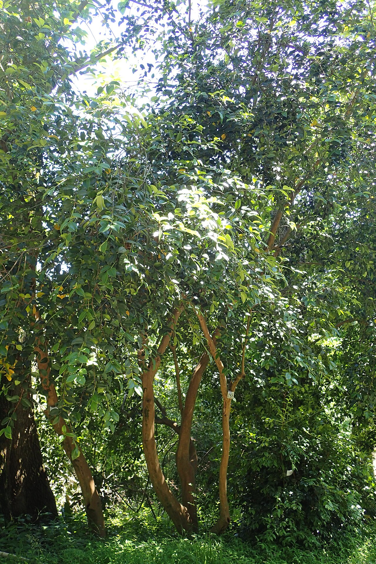 Camellia oleifera, Tea oil camellia — upright evergreen (Theaceae) (image 9 of 10)