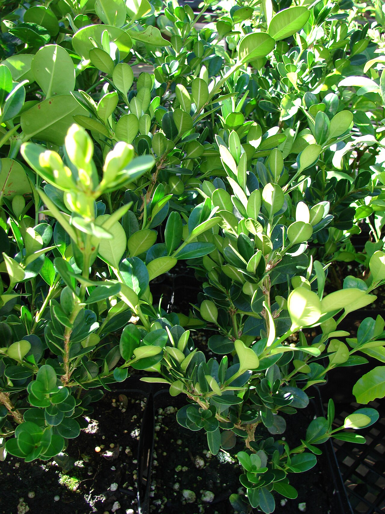 Buxus microphylla, Japanese box — mounding evergreen (Buxaceae) (image 1 of 7)