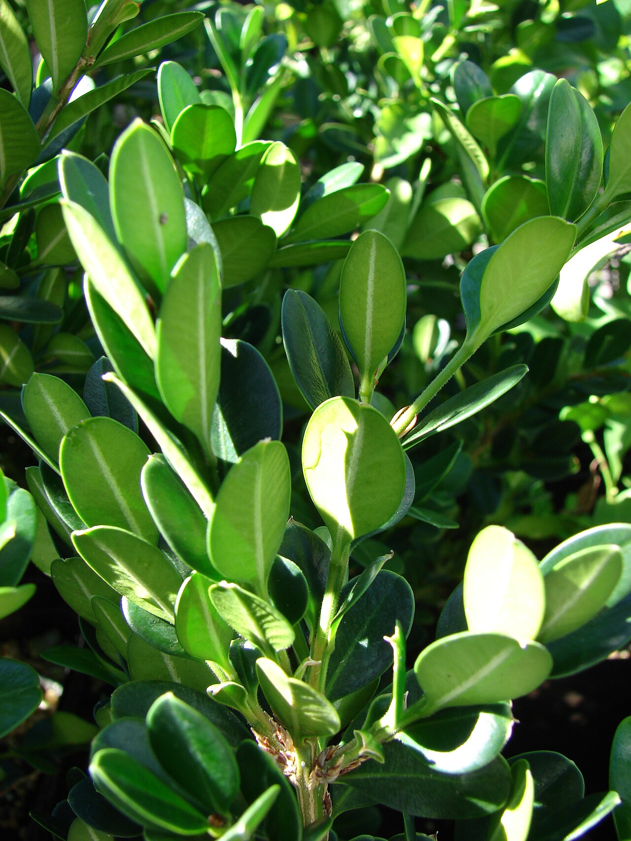 Buxus microphylla, Japanese box — mounding evergreen (Buxaceae) (image 2 of 7)