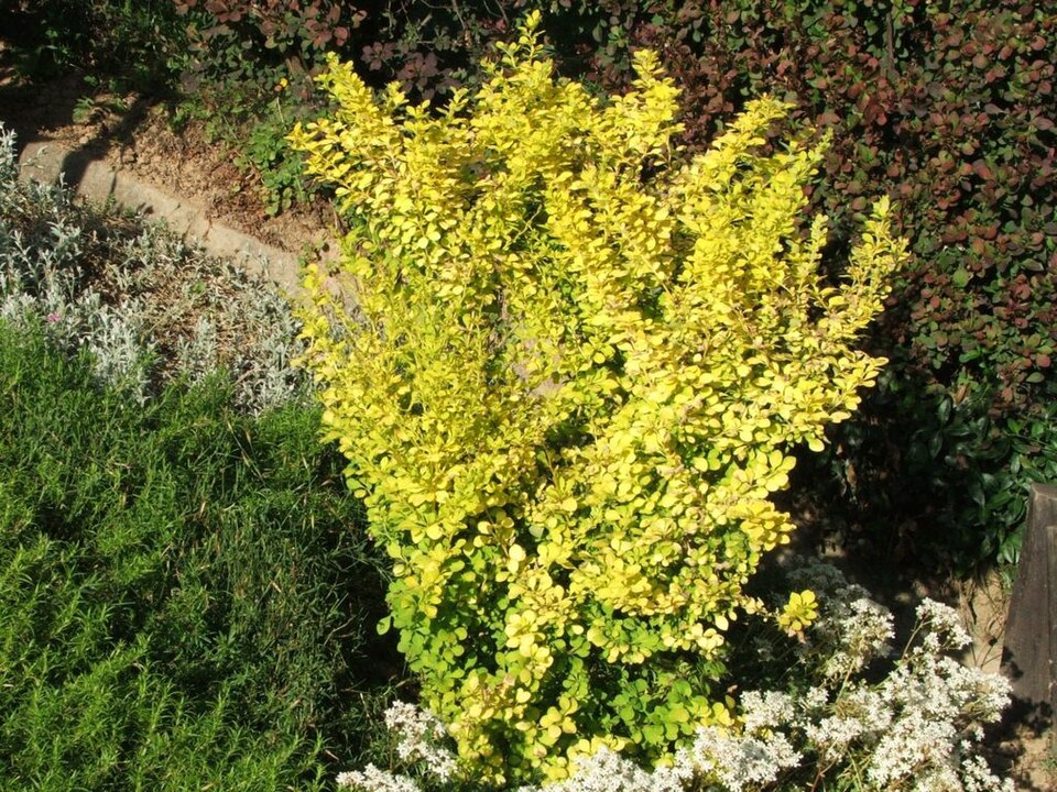 Berberis thunbergii 'Aurea' (golden Japanese barberry)