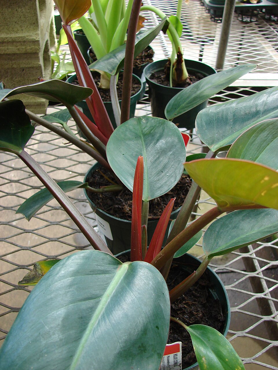 Philodendron 'Rojo Congo' (Rojo Congo Philodendron)