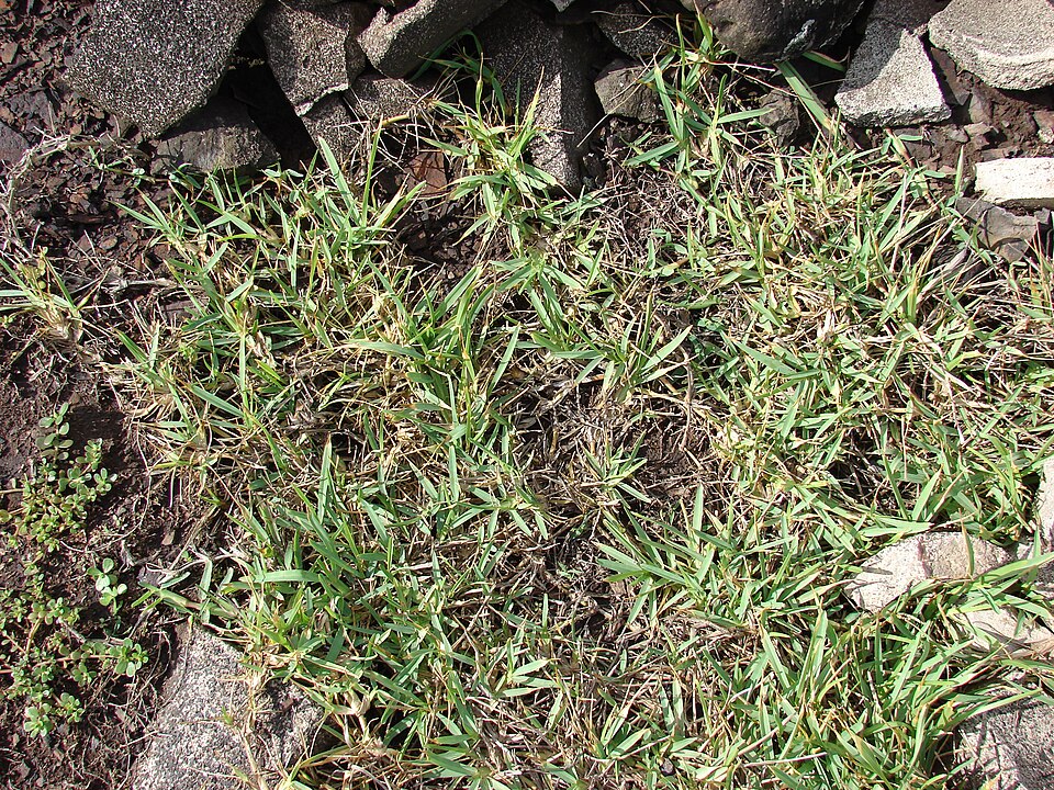 Stenotaphrum secundatum (St. Augustine Grass) (alternate view 8)