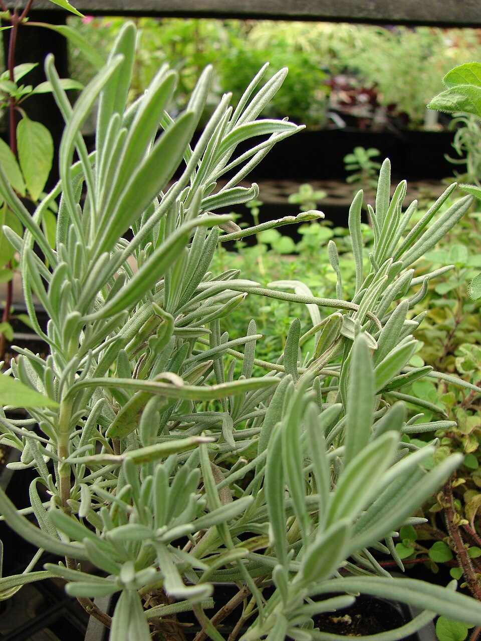 Lavandula × intermedia (Lavandin) (alternate view 4)