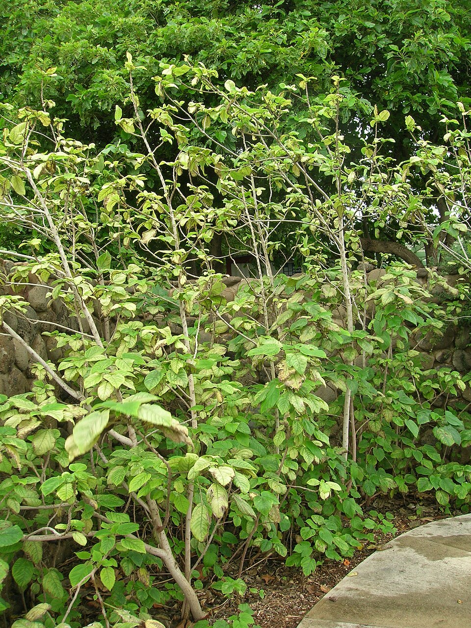Broussonetia papyrifera (Paper mulberry)