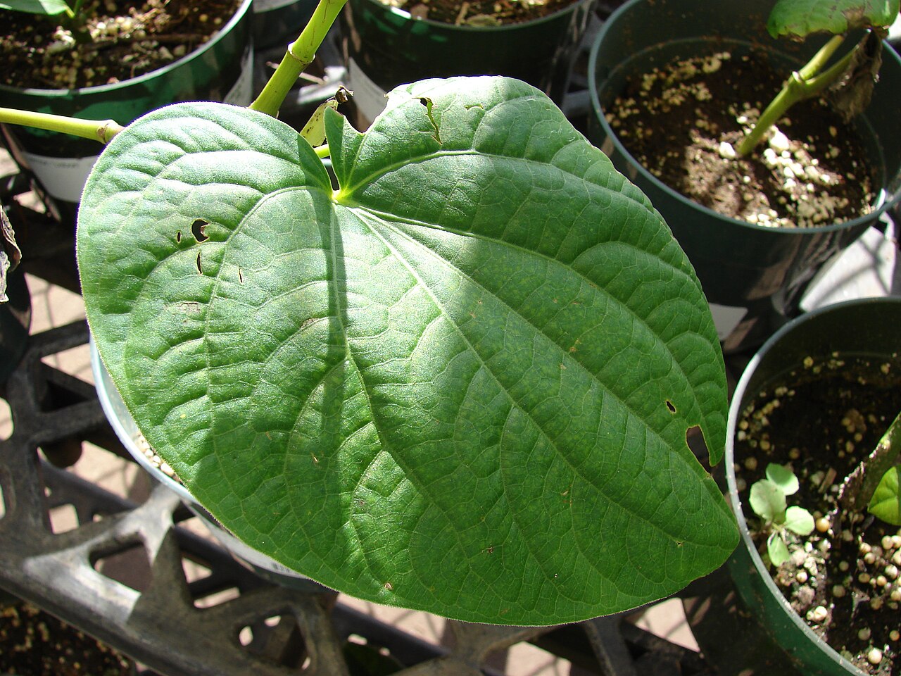 Piper methysticum, Kava — upright evergreen (Piperaceae) (image 9 of 9)