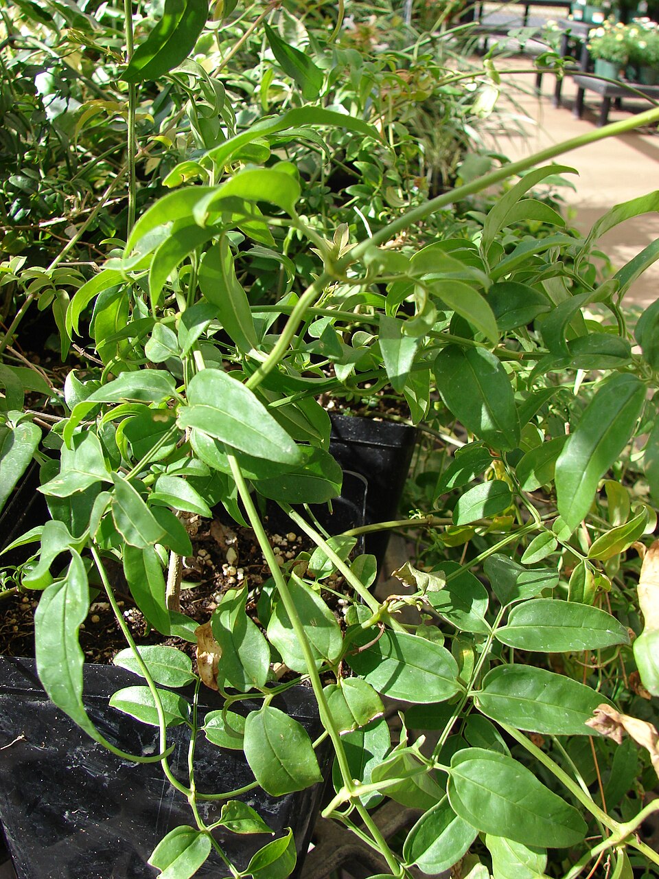 Jasminum polyanthum (Pink Jasmine) (alternate view 8)