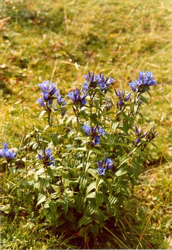 Gentiana asclepiadea (Willow Gentian) (alternate view 6)