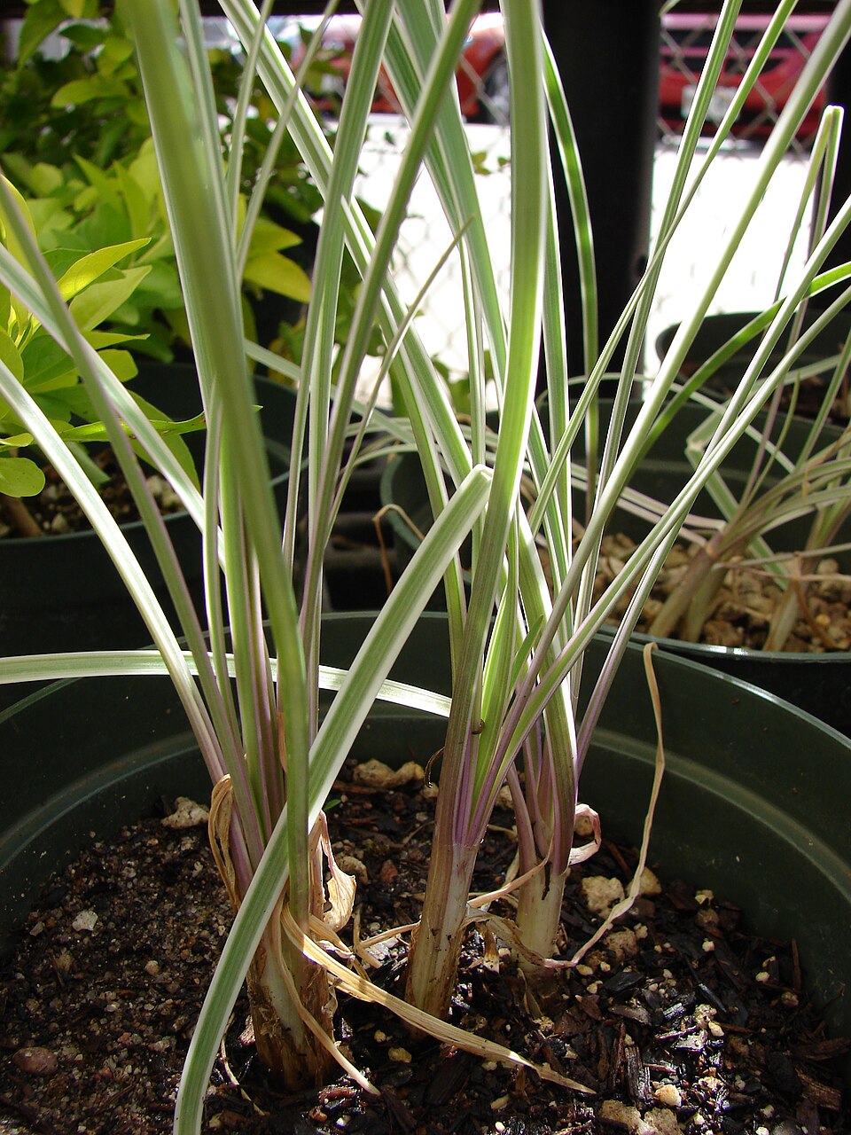 Tulbaghia violacea (society garlic) (alternate view 10)