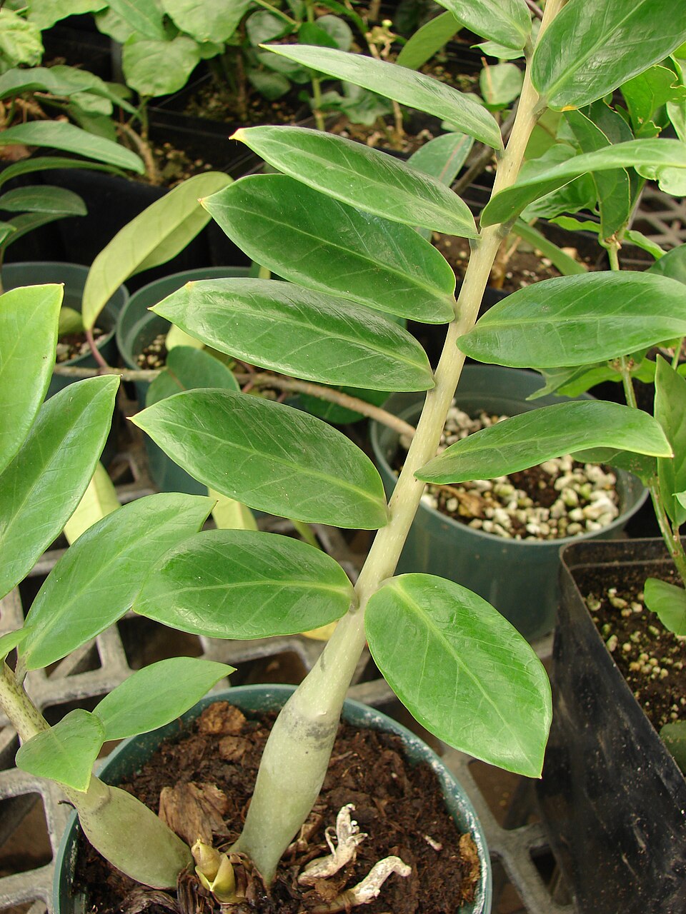 Zamioculcas zamiifolia (ZZ Plant) (alternate view 7)