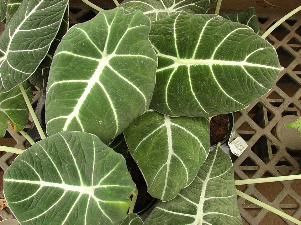 Alocasia reginula (Black Velvet Alocasia) (alternate view 4)