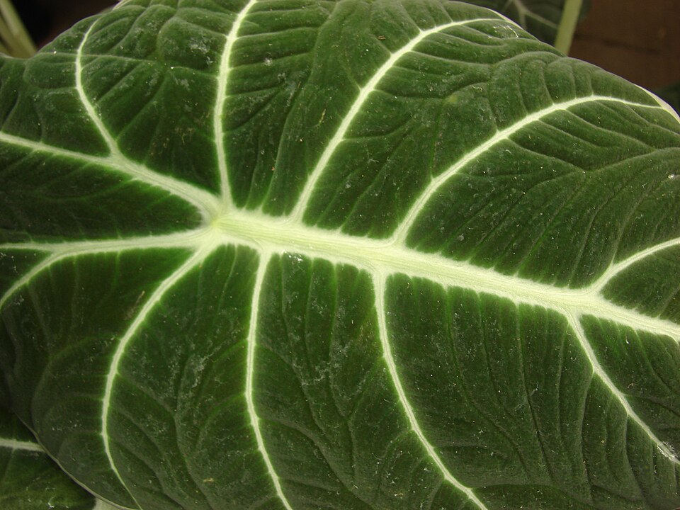 Alocasia reginula (Black Velvet Alocasia) (alternate view 5)