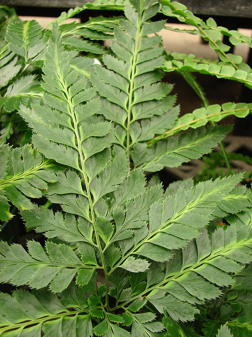 Arachniodes simplicior (Variegated Holly Fern) (alternate view 6)