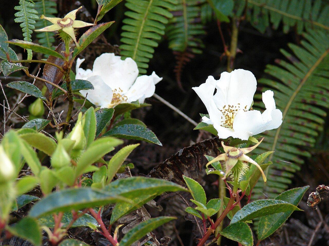 Rosa laevigata, Cherokee rose — climbing semi-evergreen (Rosaceae) (image 3 of 10)