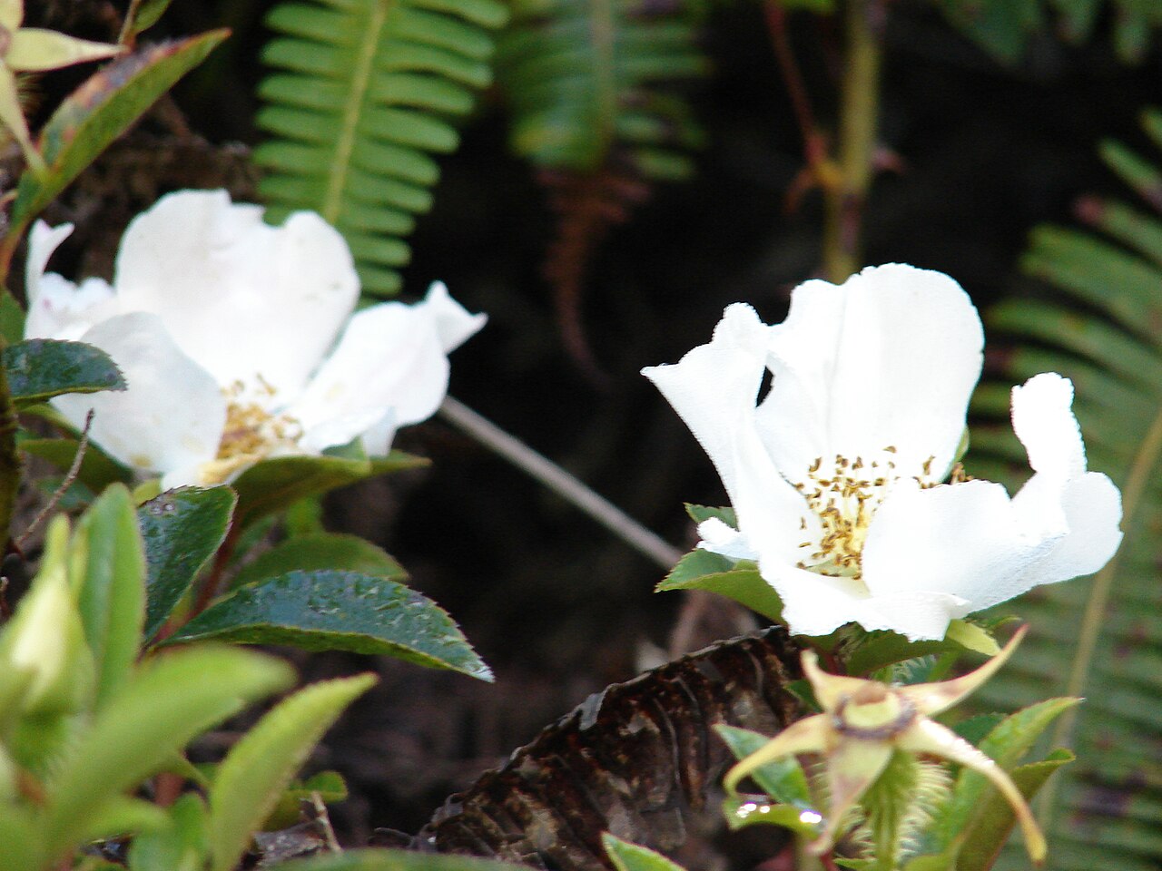 Rosa laevigata, Cherokee rose — climbing semi-evergreen (Rosaceae) (image 4 of 10)