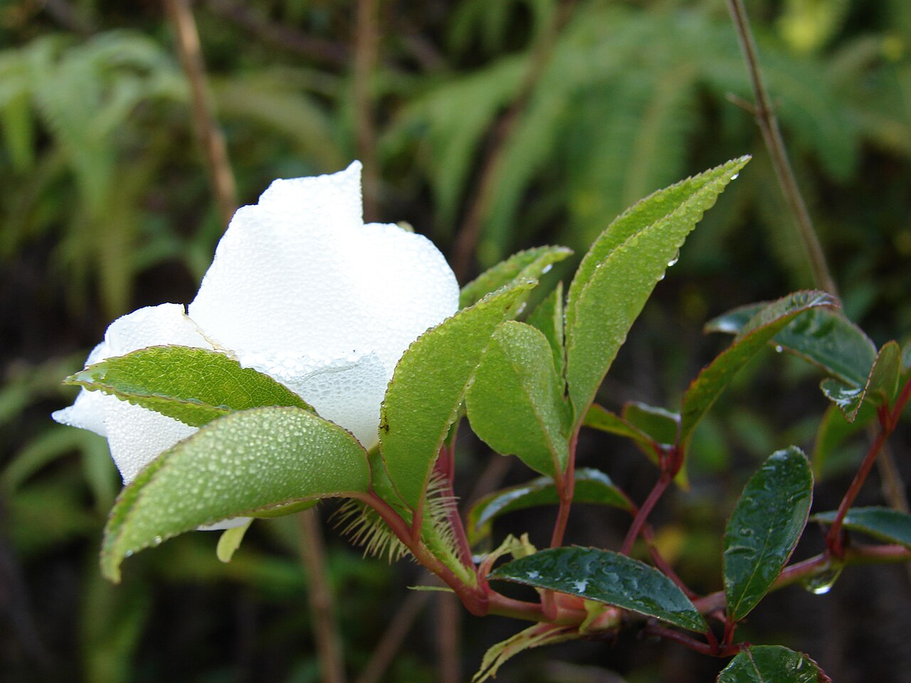 Rosa laevigata, Cherokee rose — climbing semi-evergreen (Rosaceae) (image 5 of 10)