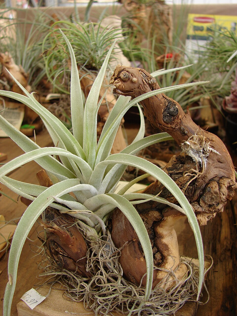 Tillandsia fasciculata (cardinal airplant) (alternate view 9)