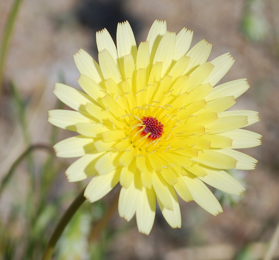 Malacothrix glabrata (desert dandelion) (alternate view 3)