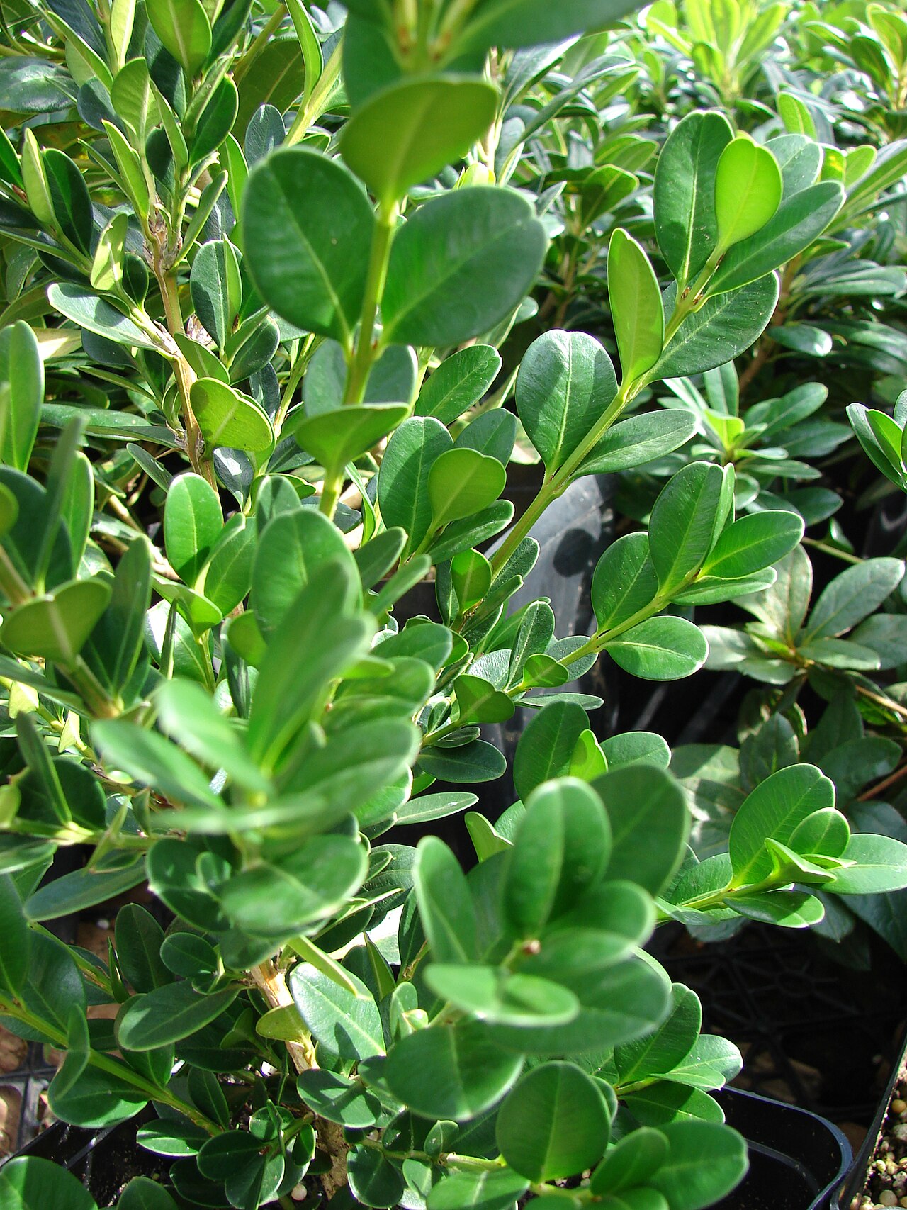Buxus microphylla, Japanese box — mounding evergreen (Buxaceae) (image 3 of 7)