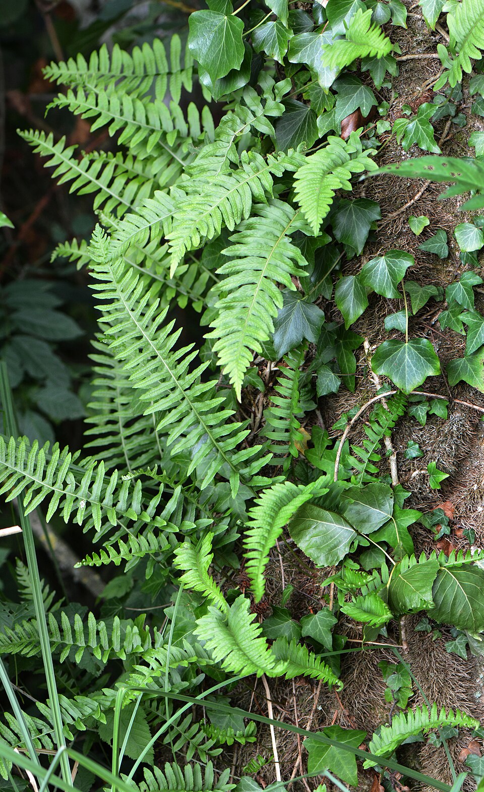 Polypodium vulgare (common polypody)