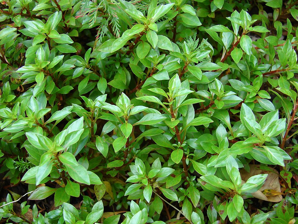 Ludwigia palustris (Water Purslane) (alternate view 3)