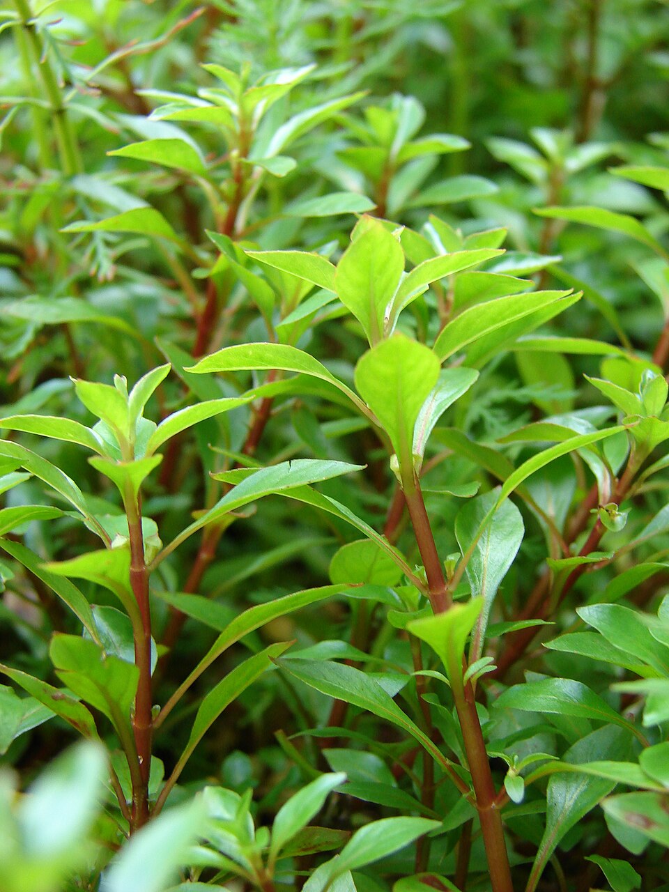 Ludwigia palustris (Water Purslane) (alternate view 4)