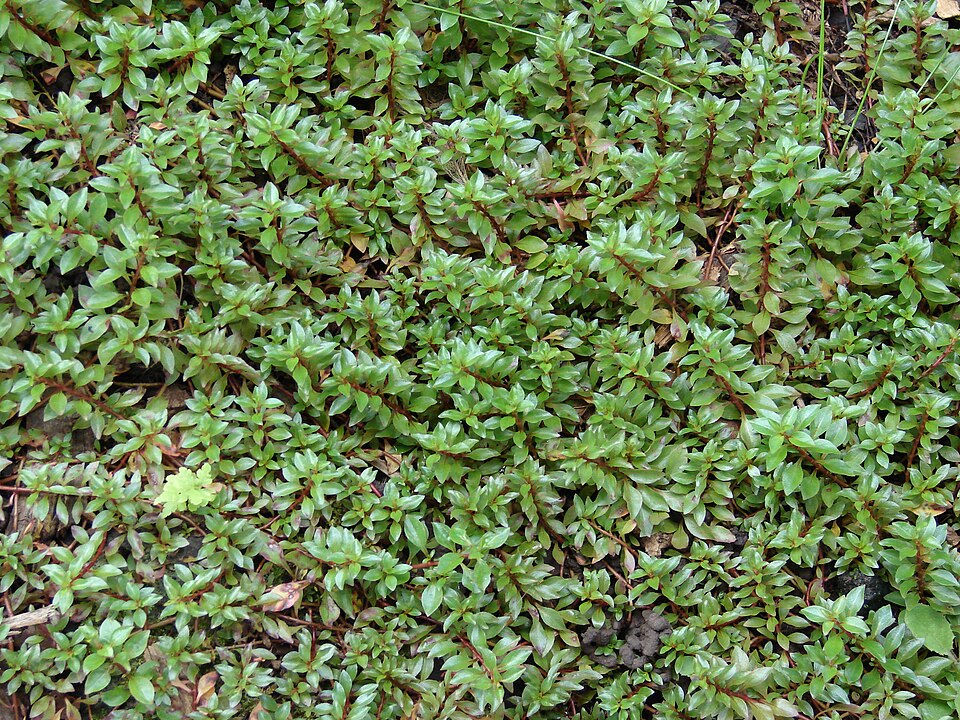 Ludwigia palustris (Water Purslane) (alternate view 5)
