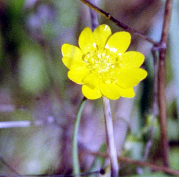 Ranunculus californicus (California buttercup) (alternate view 6)