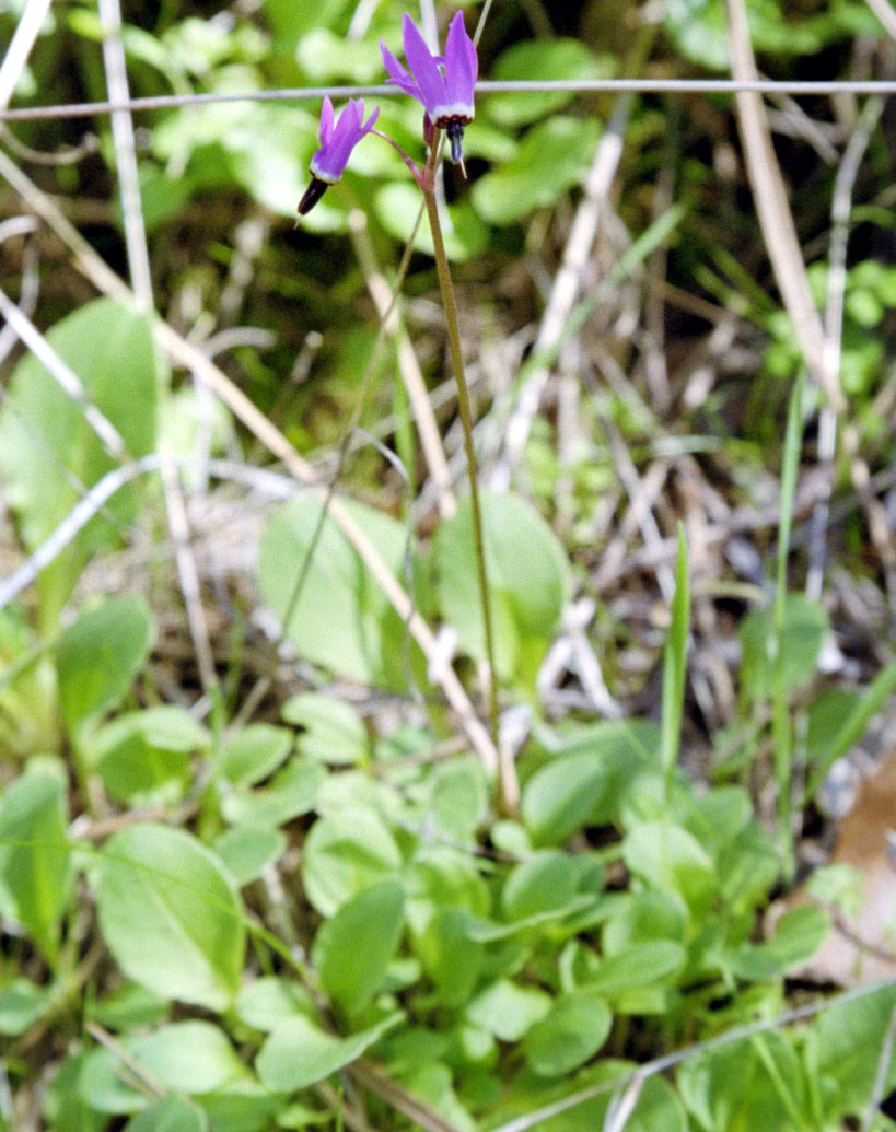 Primula hendersonii (Henderson's shooting star) (alternate view 2)