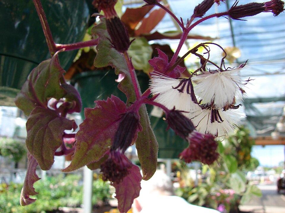 Gynura aurantiaca (Purple Passion Plant) (alternate view 8)