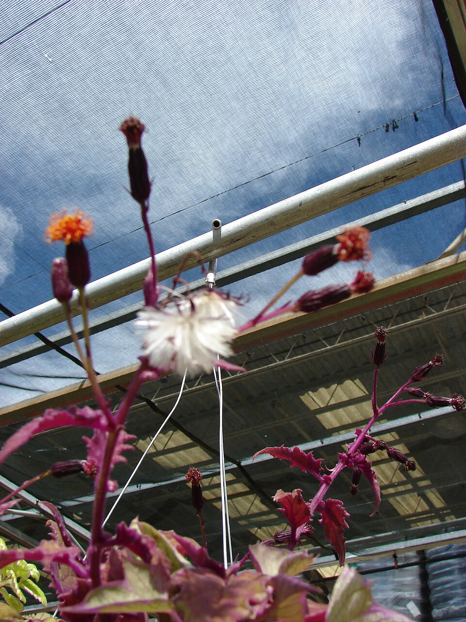 Gynura aurantiaca (Purple Passion Plant) (alternate view 10)