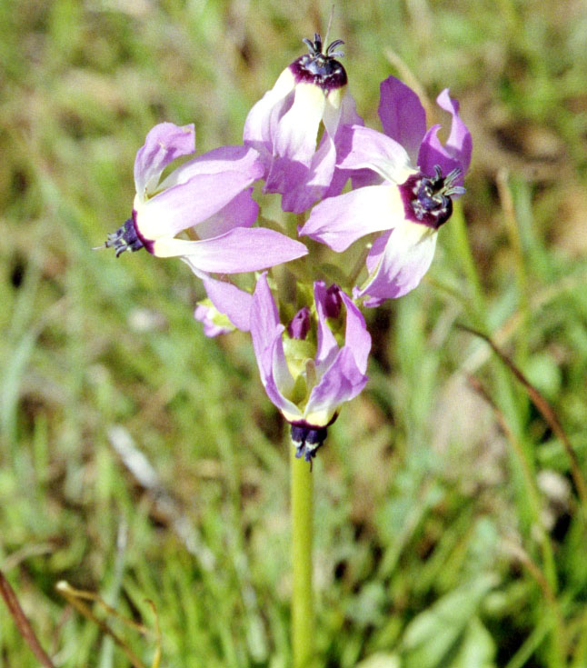 Primula clevelandii (Padre's Shooting Star) (alternate view 6)