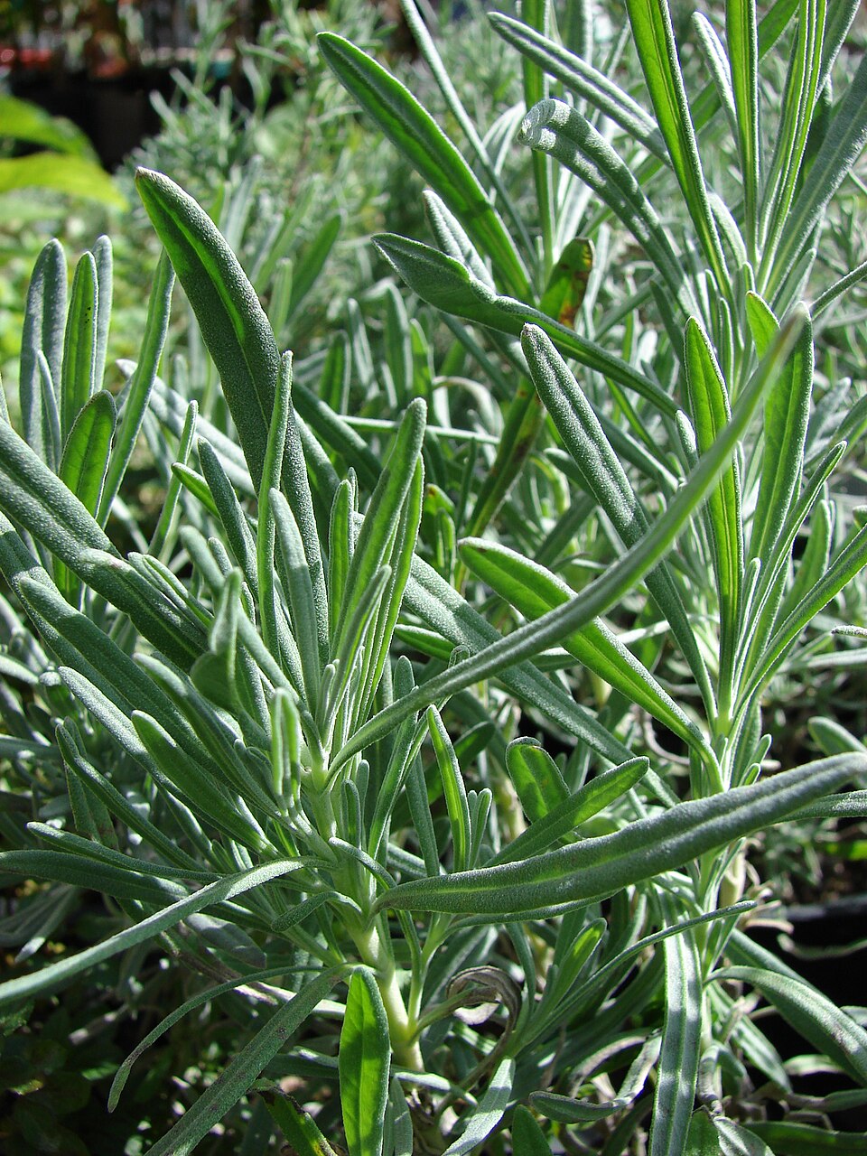 Lavandula × intermedia (Lavandin) (alternate view 5)