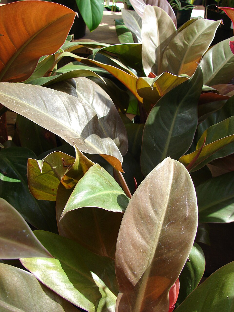 Philodendron 'Rojo Congo' (Rojo Congo Philodendron) (alternate view 2)