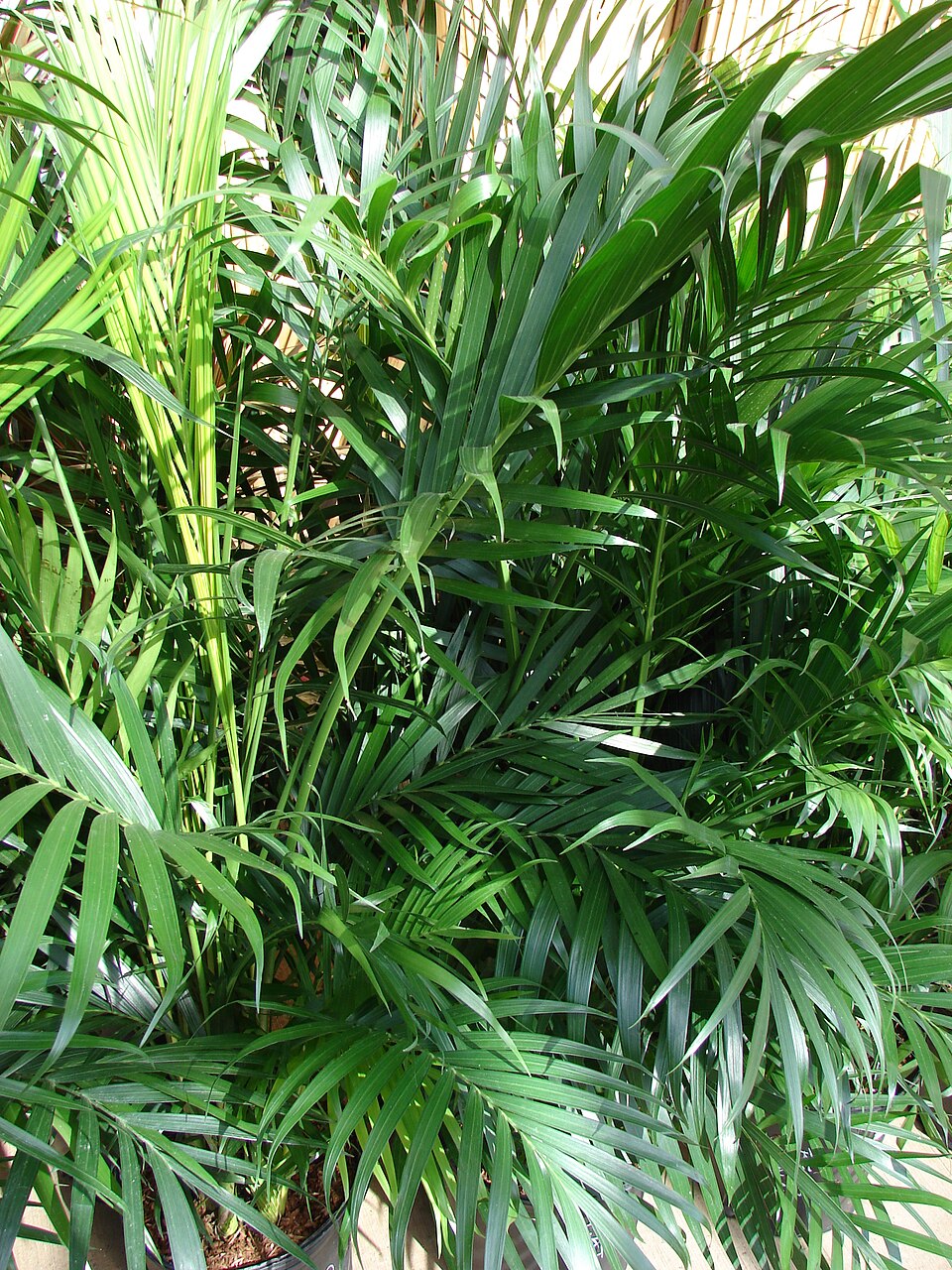 Chamaedorea cataractarum (Cat Palm) (alternate view 6)