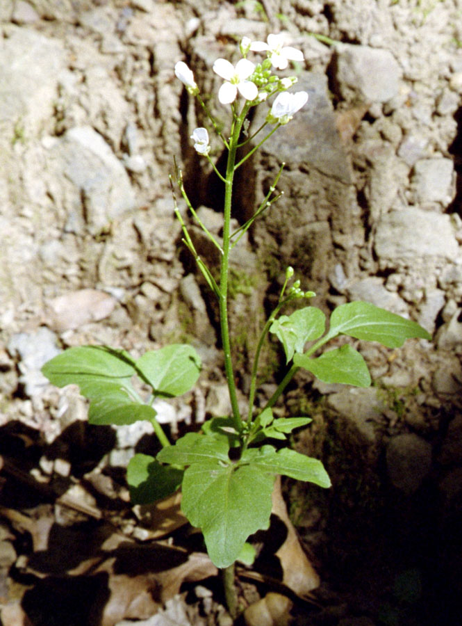 Cardamine californica (milkmaids) (alternate view 2)