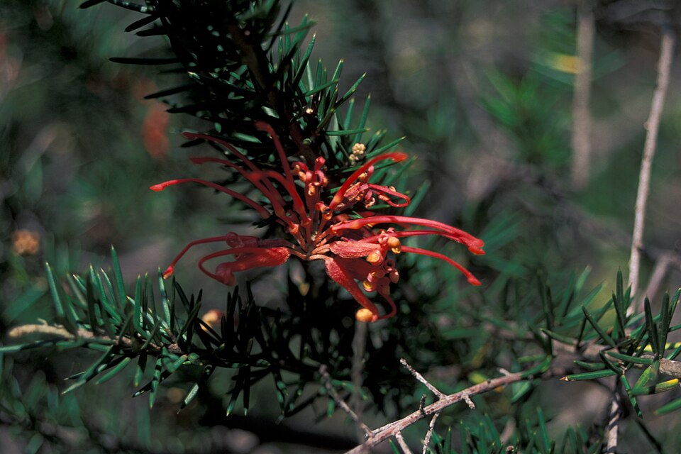 Grevillea juniperina (alternate view 5)