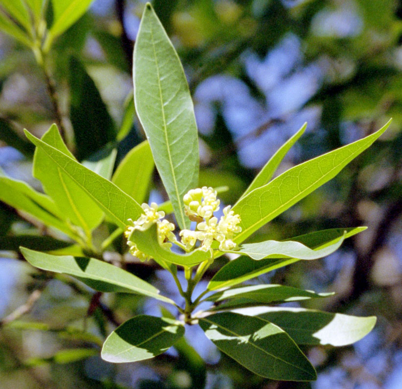 Umbellularia californica (California bay) (alternate view 6)