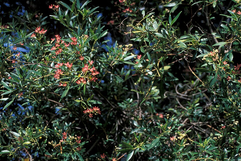 Ceratopetalum gummiferum (New South Wales christmas bush)