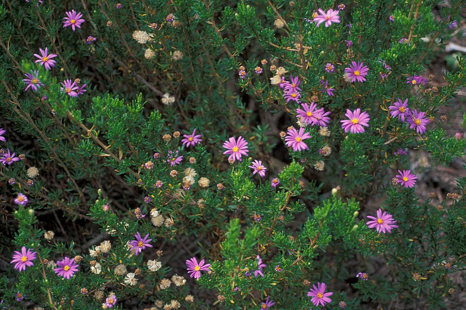 Brachyscome multifida (cut-leaved daisy) (alternate view 8)