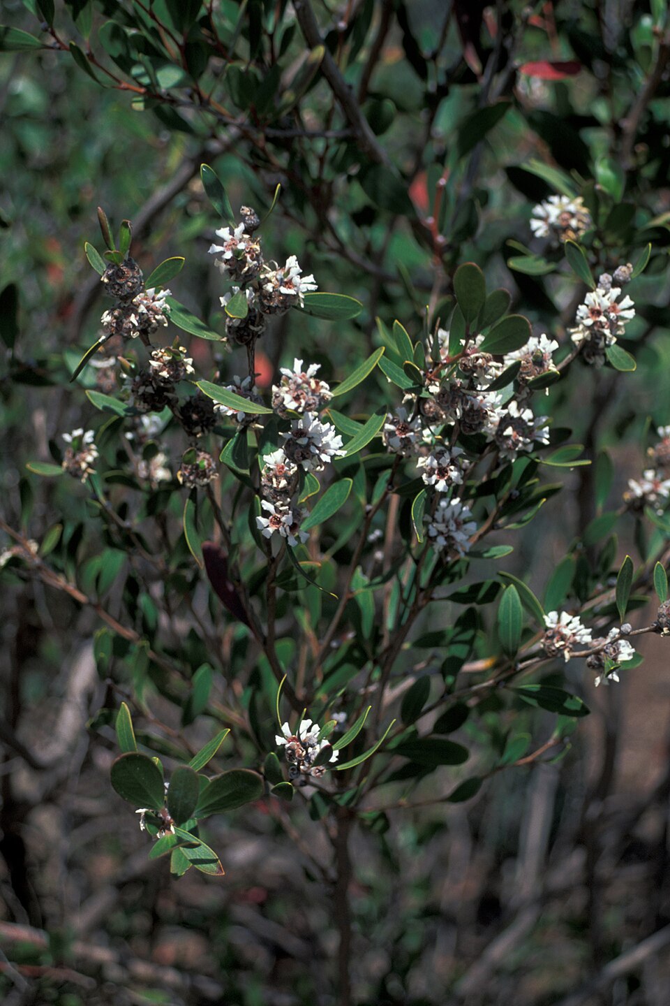 Gaudium laevigatum (Coast Teatree) (alternate view 3)