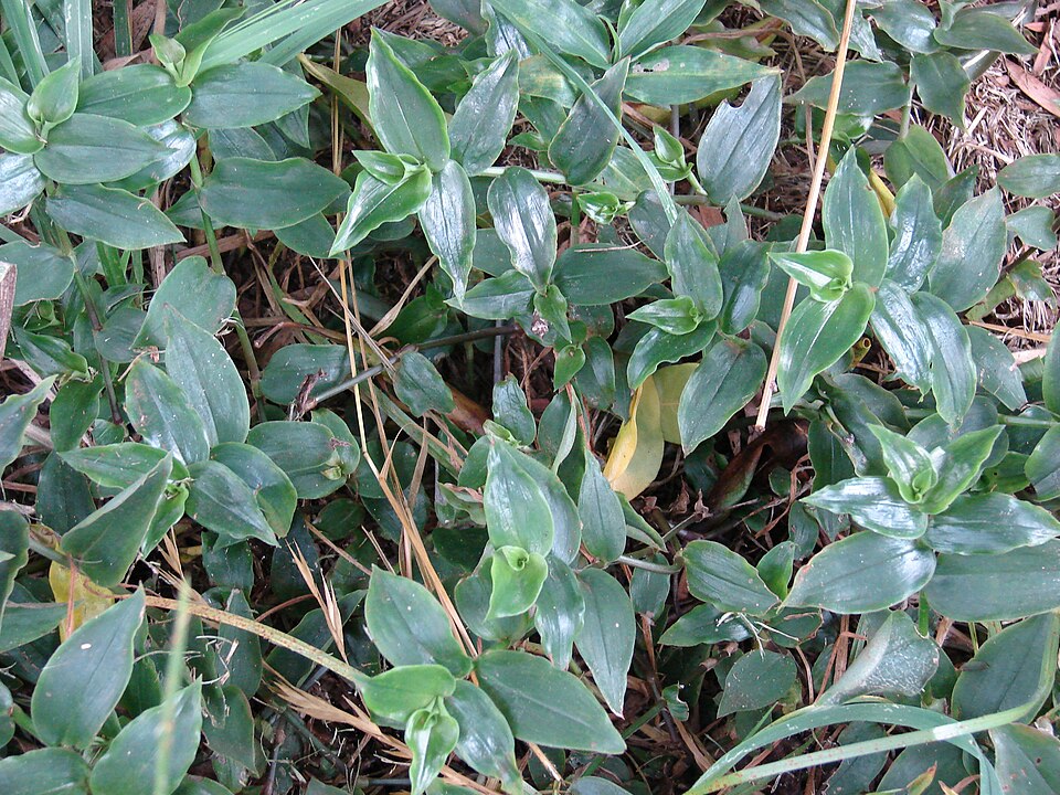 Tradescantia fluminensis (small-leaf spiderwort) (alternate view 2)