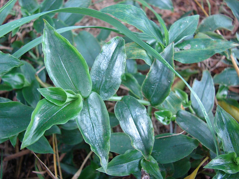 Tradescantia fluminensis (small-leaf spiderwort) (alternate view 3)