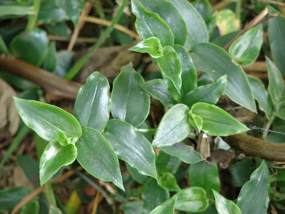 Tradescantia fluminensis (small-leaf spiderwort) (alternate view 4)