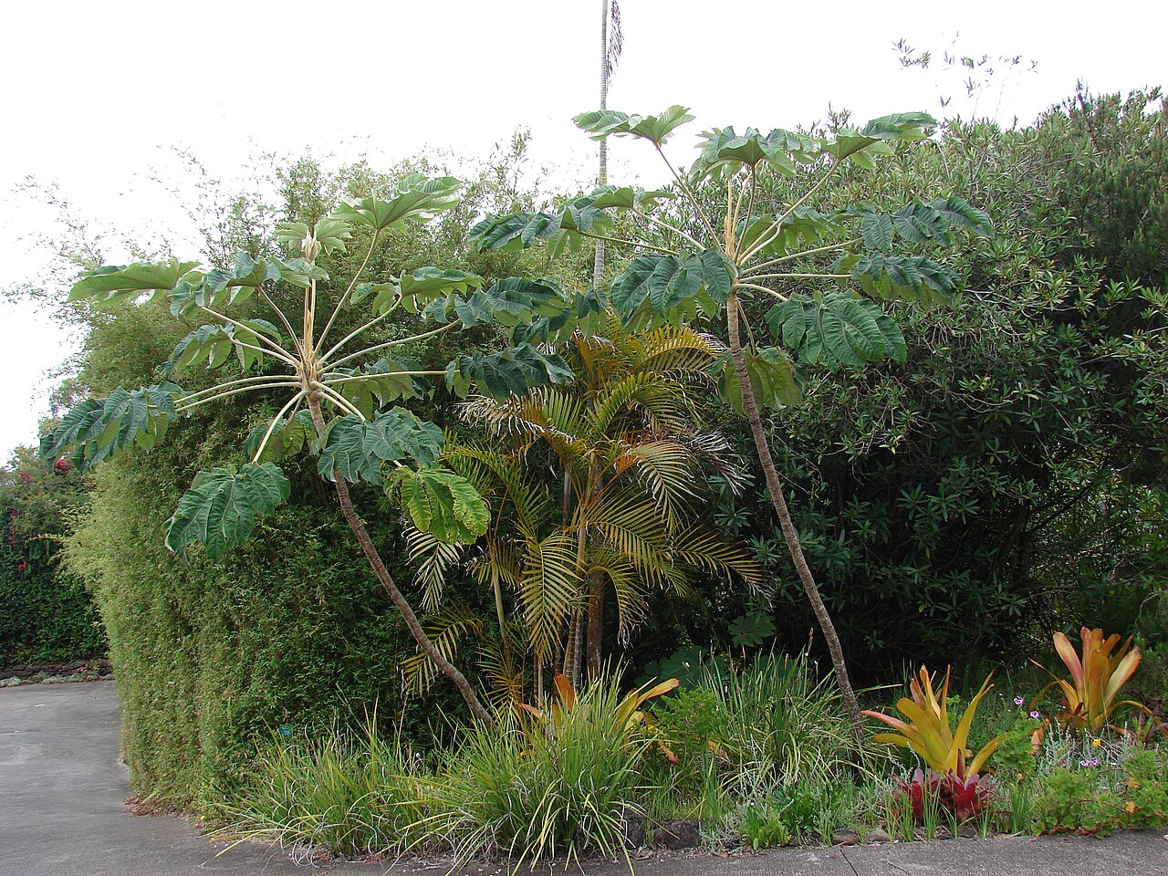 Tetrapanax papyrifer, Rice-paper plant — spreading semi-evergreen (Araliaceae) (image 8 of 10)