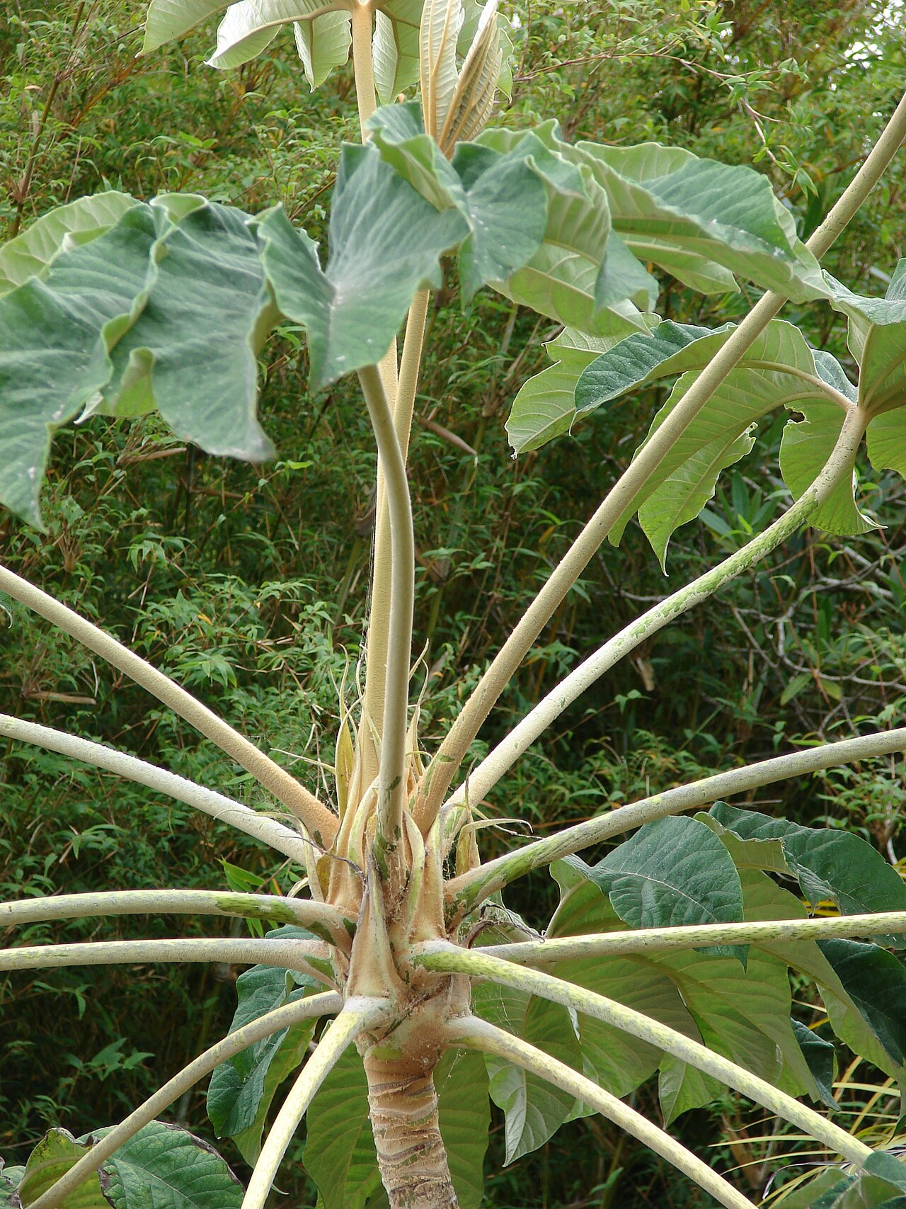 Tetrapanax papyrifer, Rice-paper plant — spreading semi-evergreen (Araliaceae) (image 9 of 10)