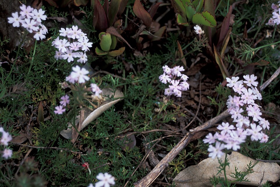 Glandularia aristigera (South American mock vervain) (alternate view 7)