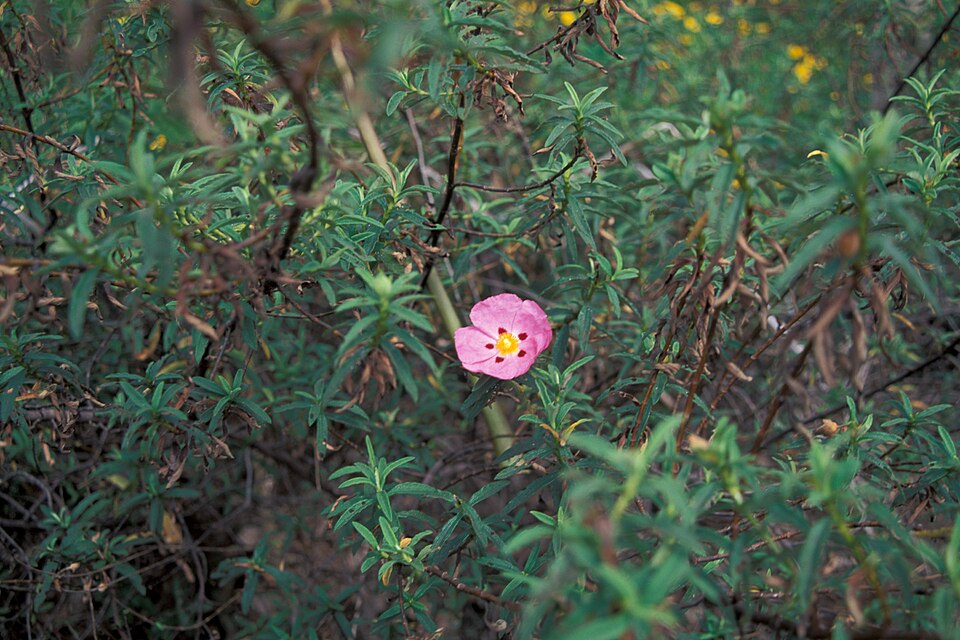 Cistus purpureus (Purple Rock Rose) (alternate view 8)